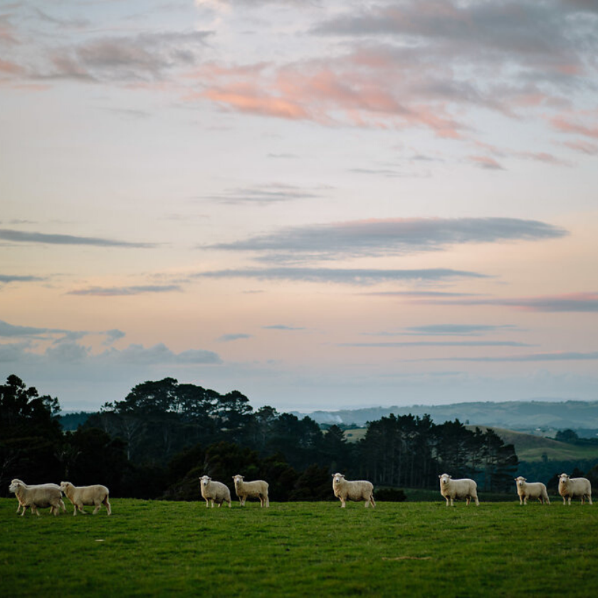 nz destination weddings